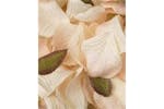 Occasions Gro-b1504pe - Rose Petal Box - Rose Petals Pack Of Occasions Gro-b1504pe - Rose Petal Box - Rose Petals Pack Of