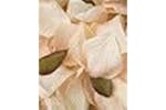 Occasions Gro-b1504pe - Rose Petal Box - Rose Petals Pack Of Occasions Gro-b1504pe - Rose Petal Box - Rose Petals Pack Of