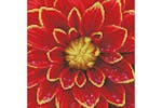 Diamond Dotz Gro-dd5.037 - Dahlia - Diamond Painting Kit Dah Diamond Dotz Gro-dd5.037 - Dahlia - Diamond Painting Kit Dah