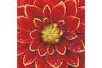 Diamond Dotz Gro-dd5.037 - Dahlia - Diamond Painting Kit Dah Diamond Dotz Gro-dd5.037 - Dahlia - Diamond Painting Kit Dah