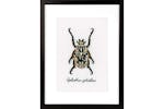 Vervaco Gro-pn-0165400 - Beige Beetle - Counted Cross Stitch Vervaco Gro-pn-0165400 - Beige Beetle - Counted Cross Stitch