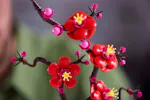 Lego Plum Blossom Building Set Lego Plum Blossom Building Set