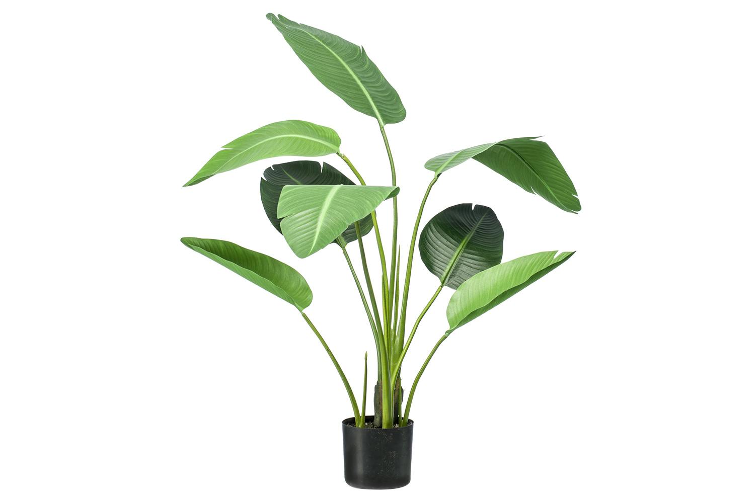 Strelitzia Plant | 120 cm