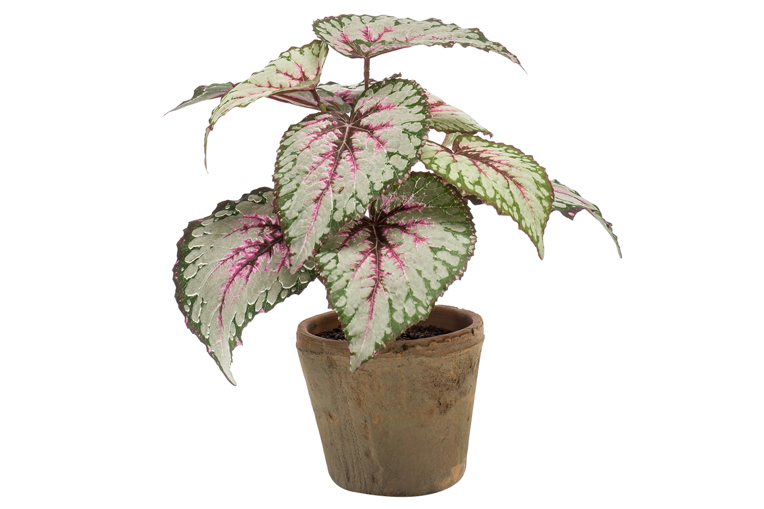 Begonia Leaves Bush Plant | Green/Purple | 25 cm