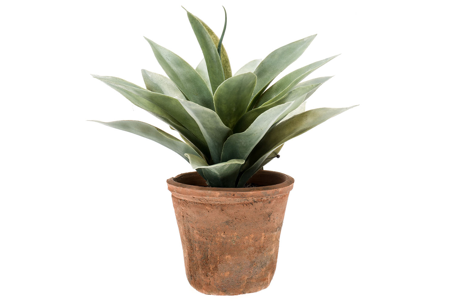 Agave Plant in Terracotta Pot | 19 cm