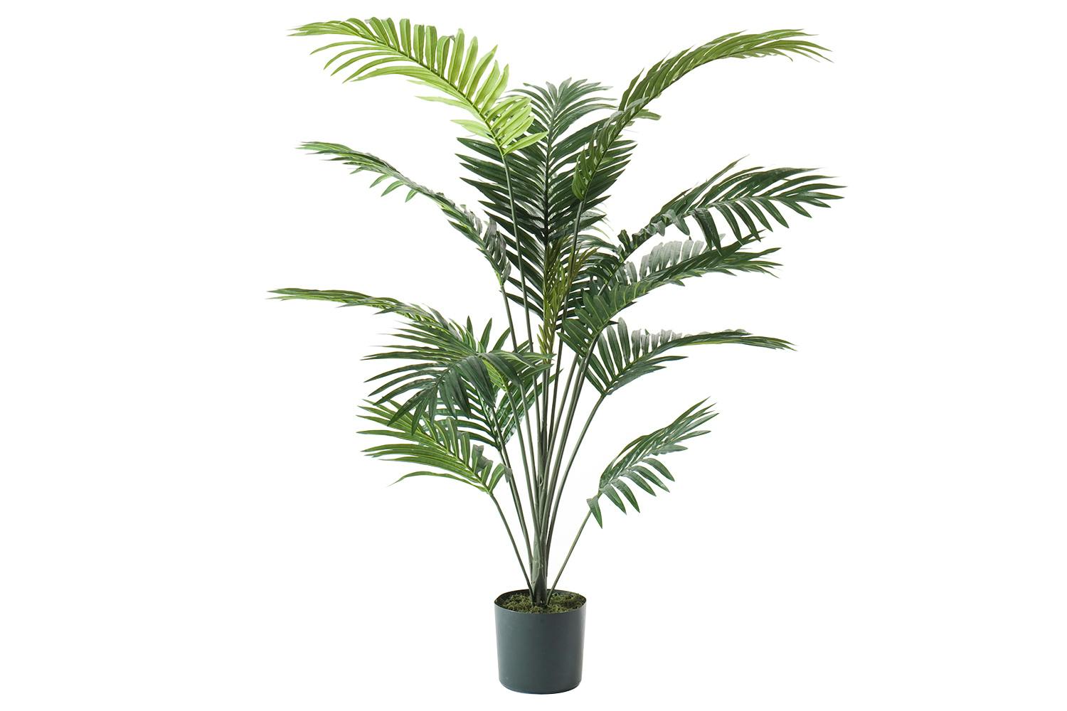 Palm Paradise Plant in Pot | 150 cm