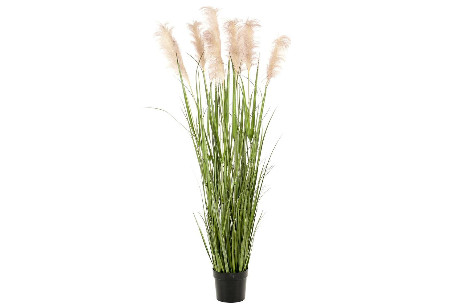 Pampas Grass in Pot | 175 cm