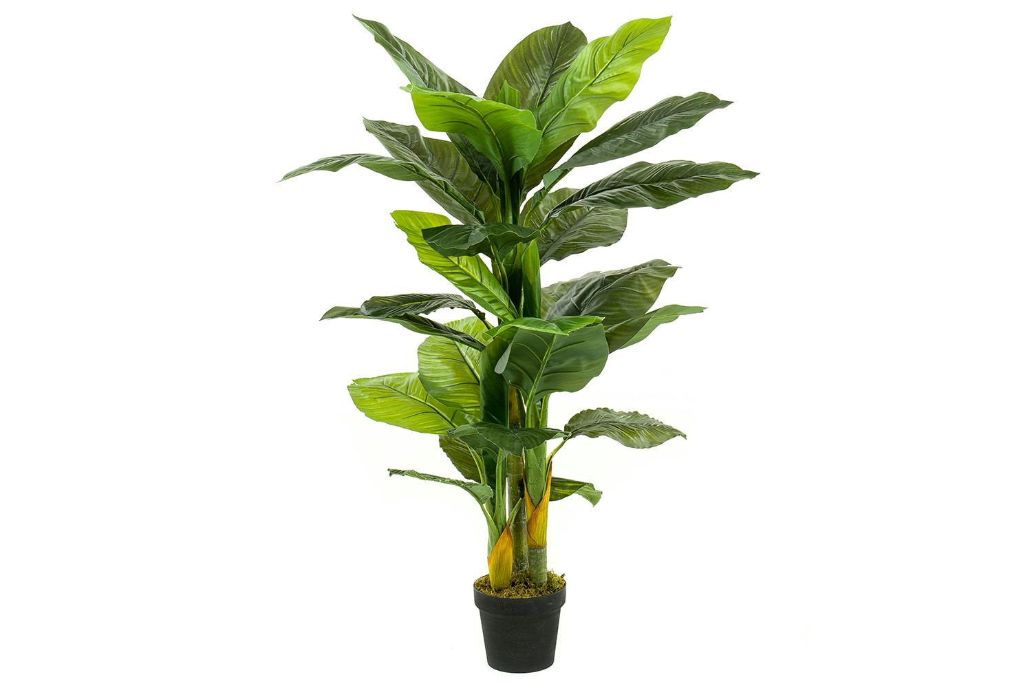 Spathiphyllum In Pot | 130 cm