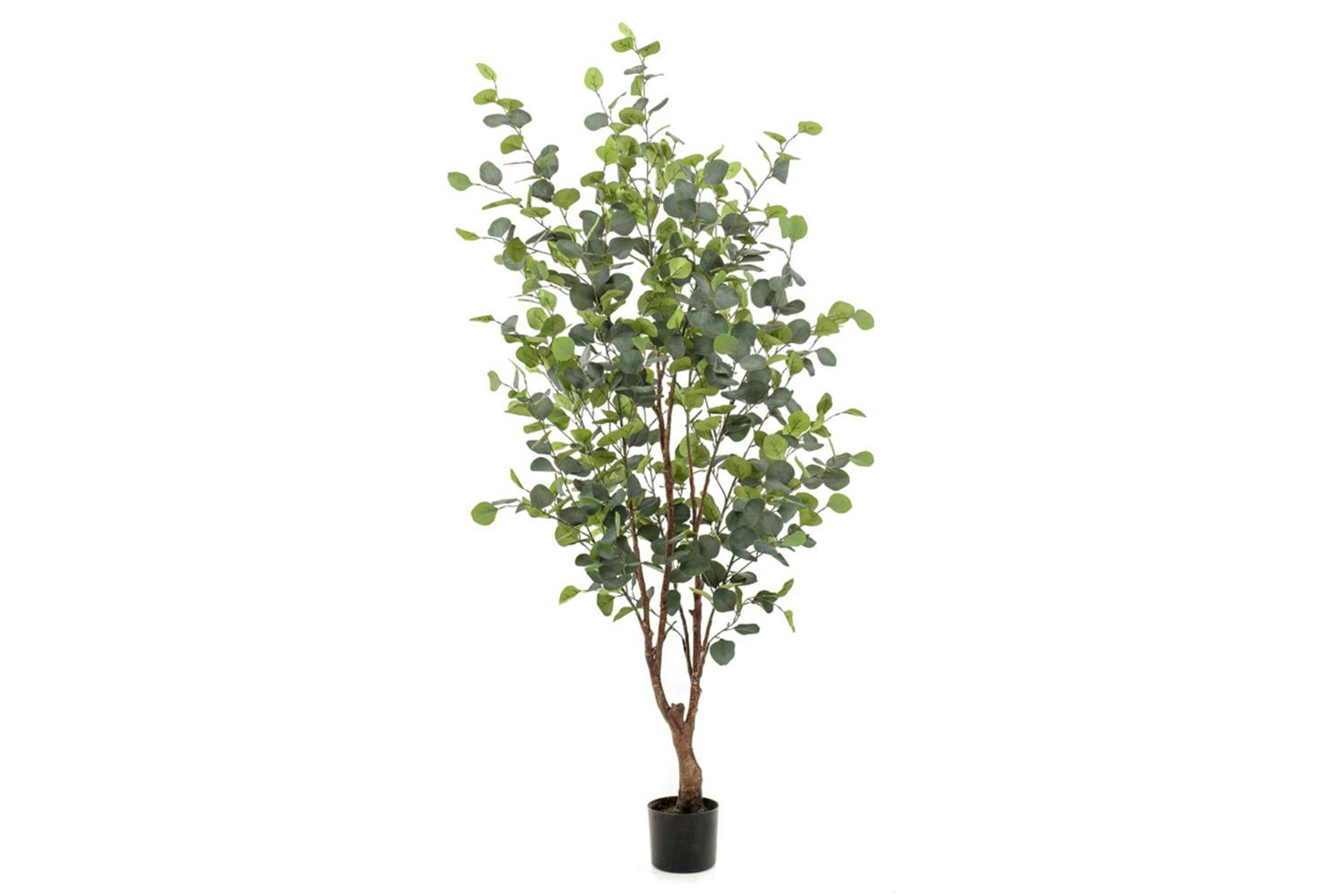 Eucalyptus Tree 140 cm