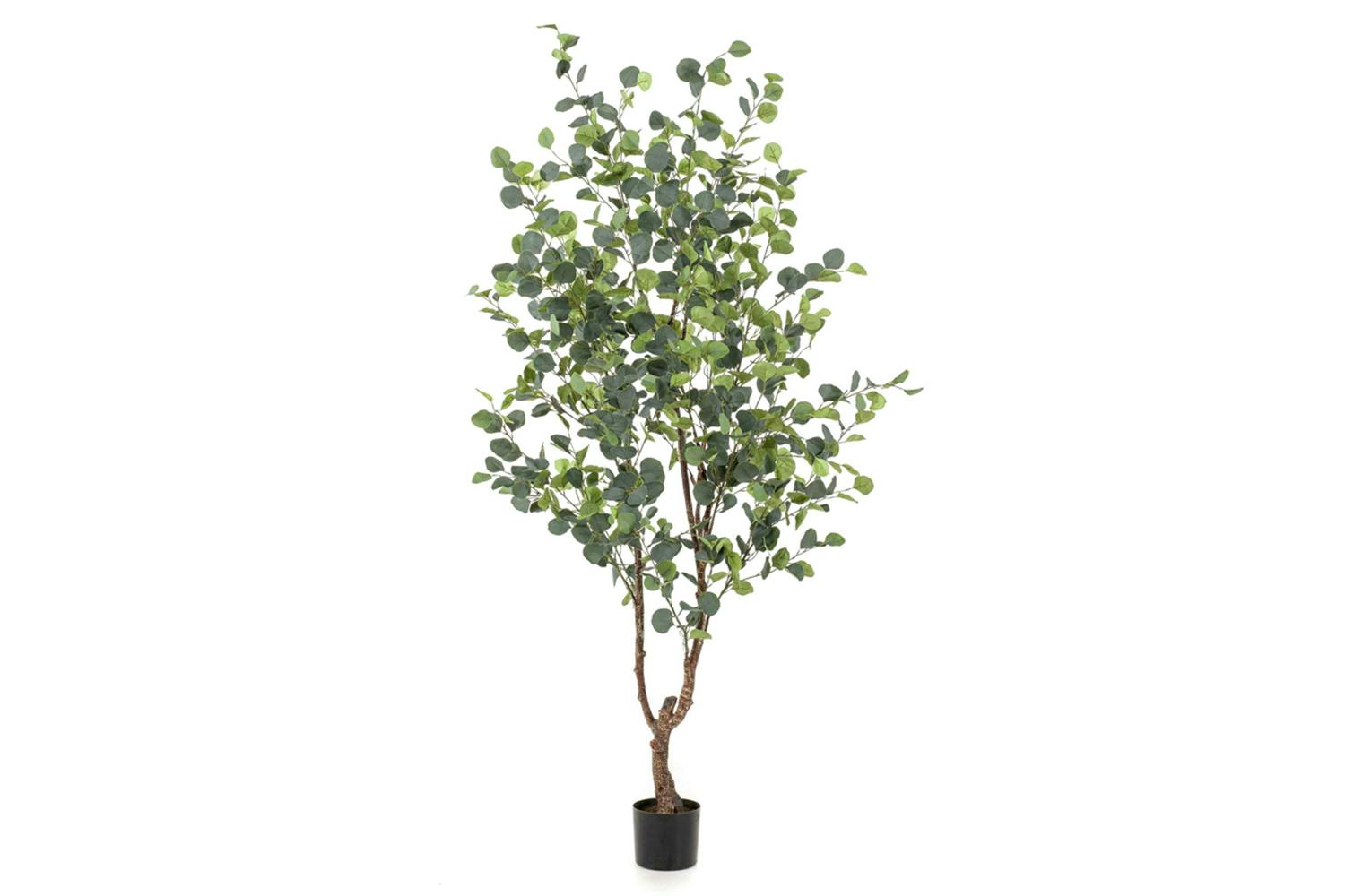 Eucalyptus Tree 180 cm