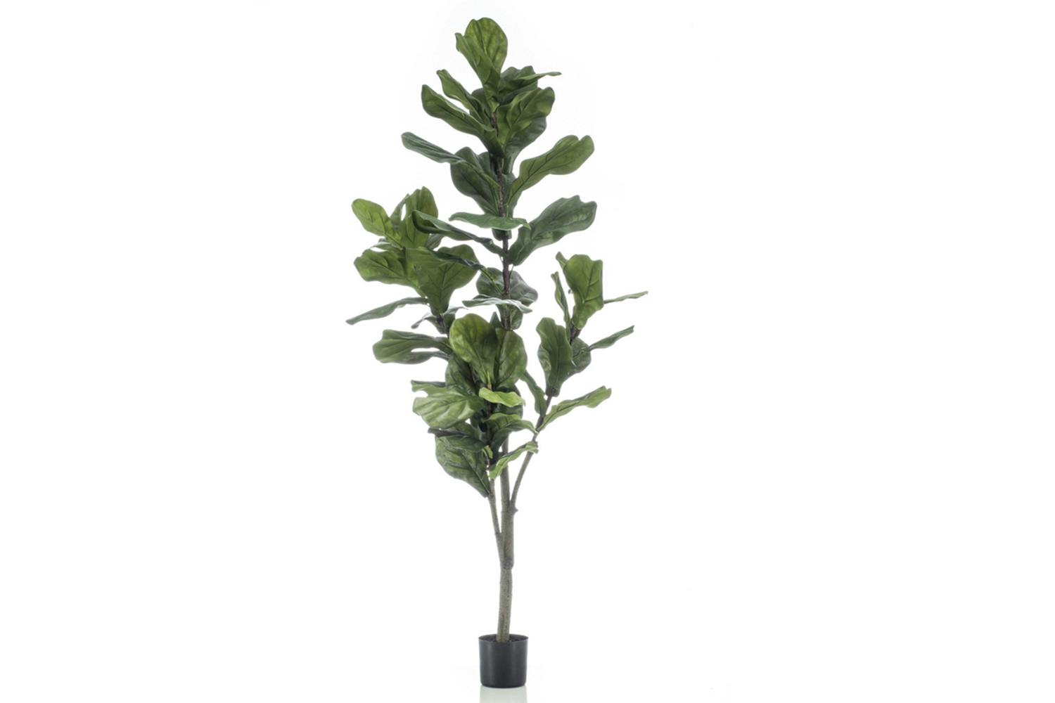 Ficus Lyrata 150 cm