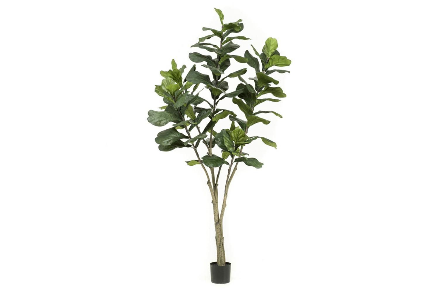 Ficus Lyrata 210 cm