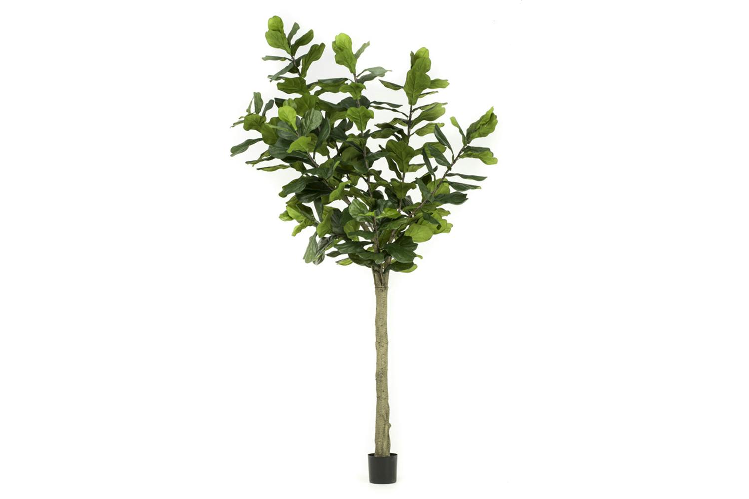 Ficus Lyrata Tree 300 cm