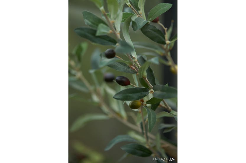 Olive Mini Tree 65 cm