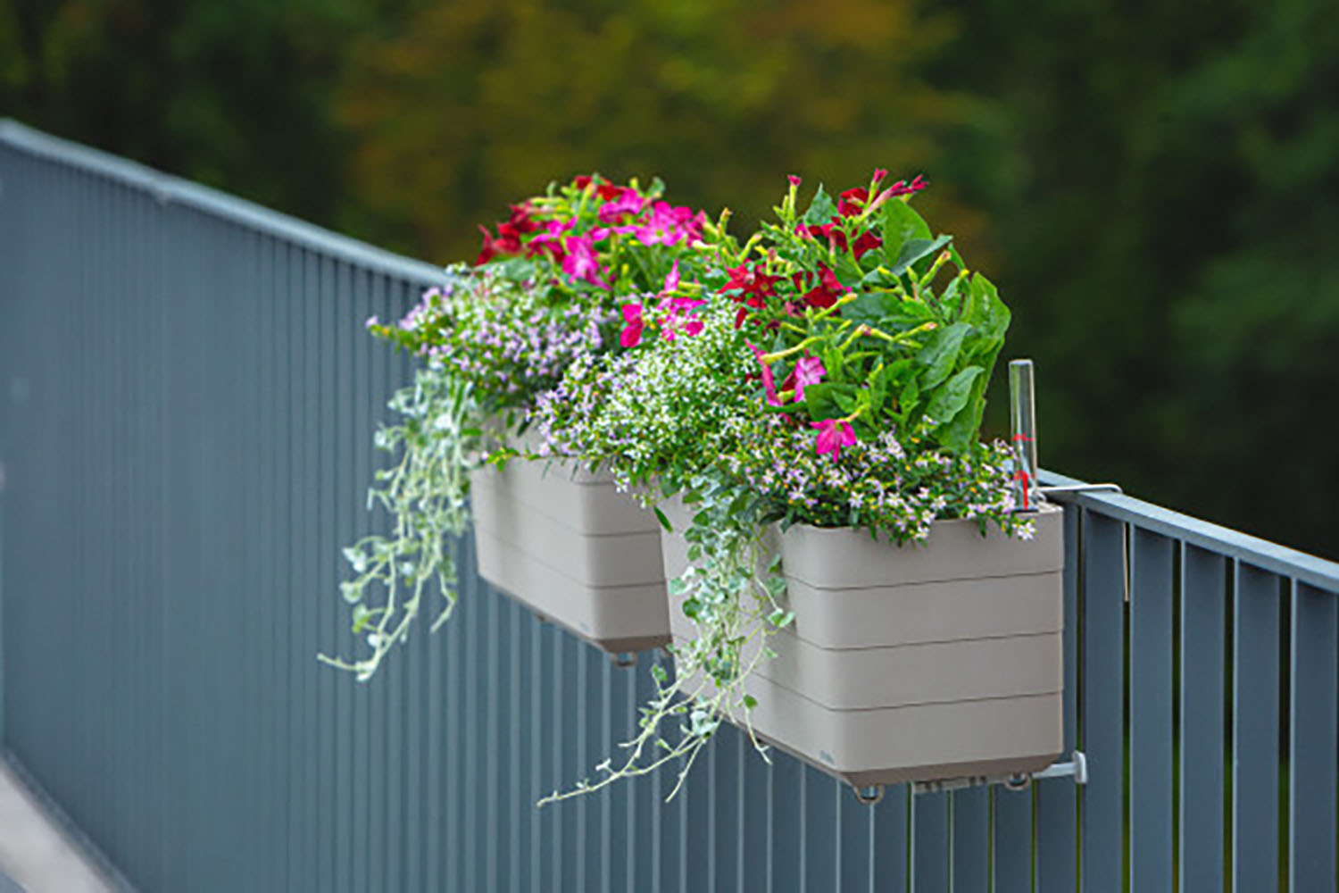 Plastia Berberis Metal Holders | 2 Pcs | Silver