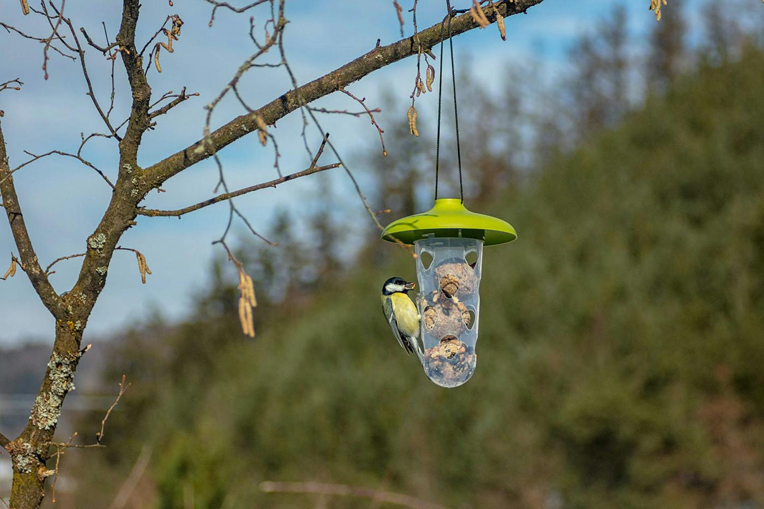 Plastia Robin Birdfeeder Birdbath | Green | 22cm