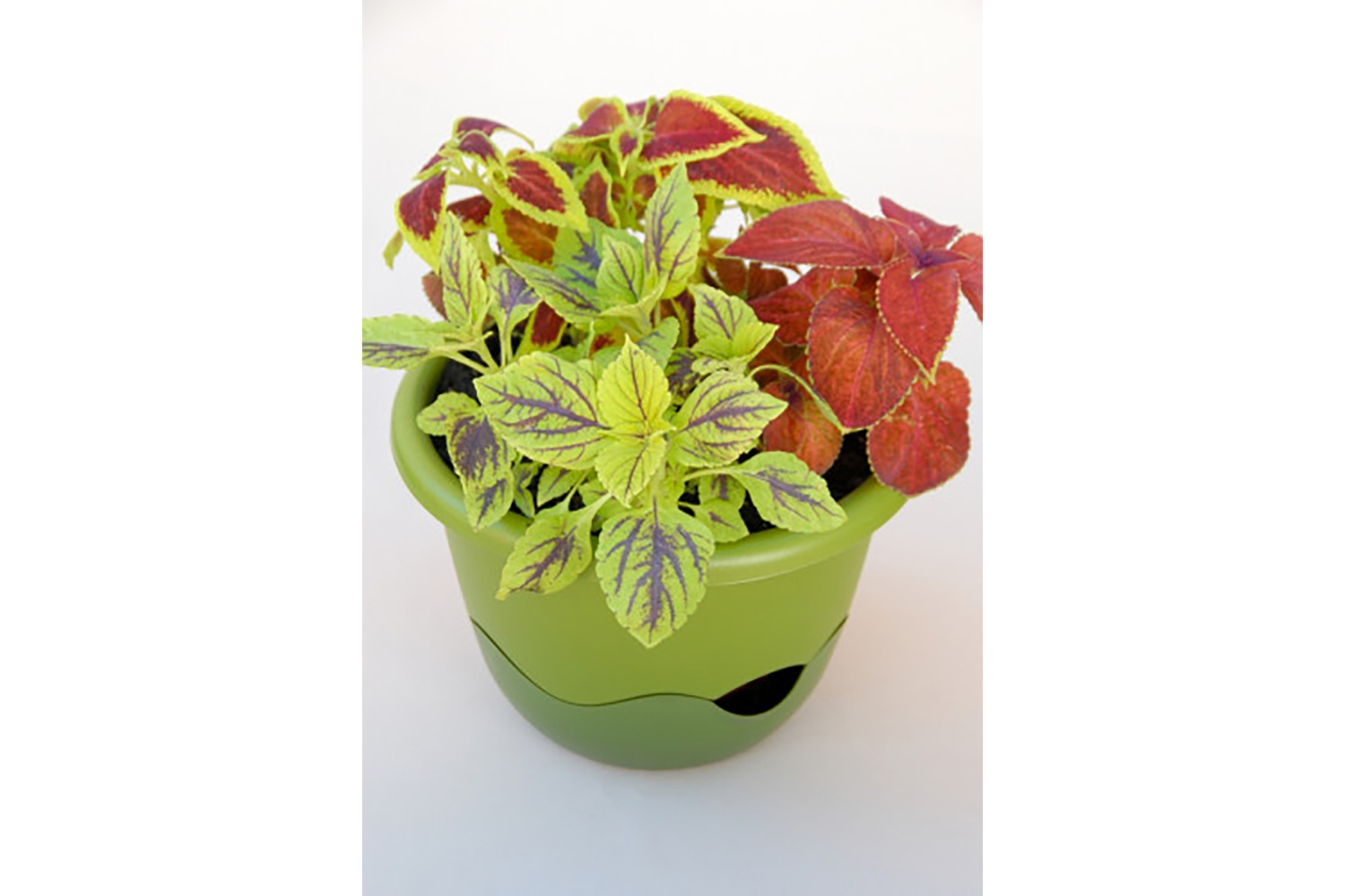 Plastia Mareta Flower Pot | Green| 30cm