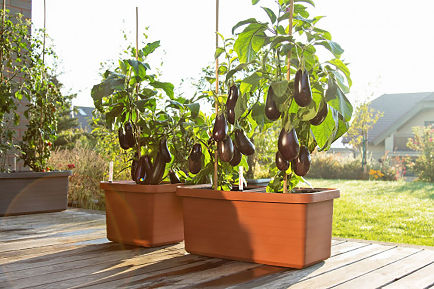 Plastia Berberis Flower Box Duo |Terracotta | 78cm