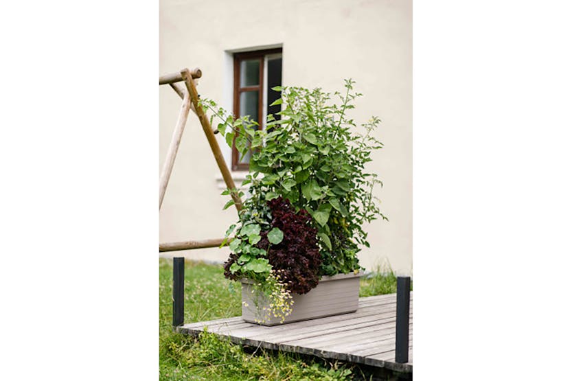 Plastia Berberis Trio Flower Box | Taupe | 117cm