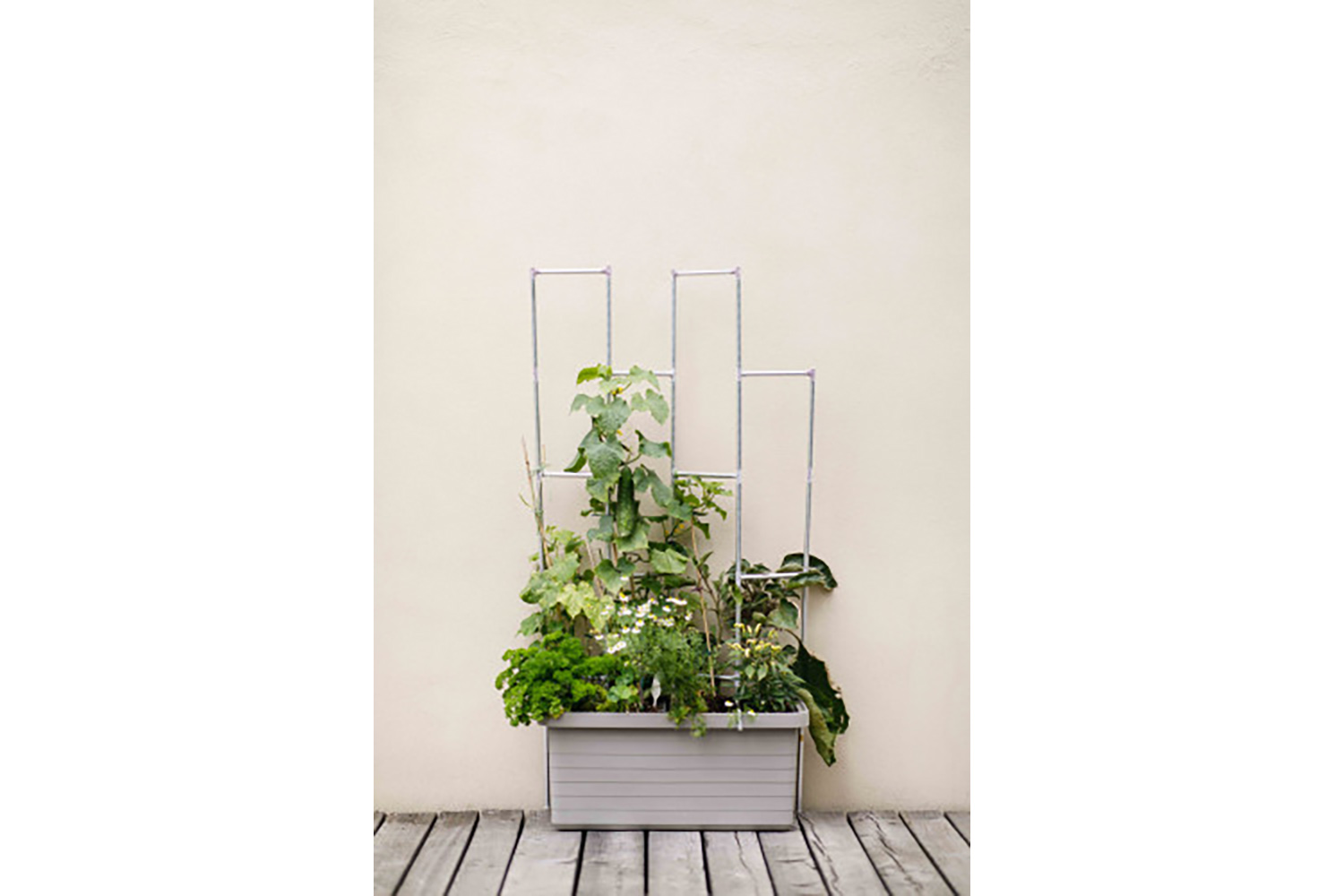 Plastia Berberis Trellis for Growing Plants | Silver