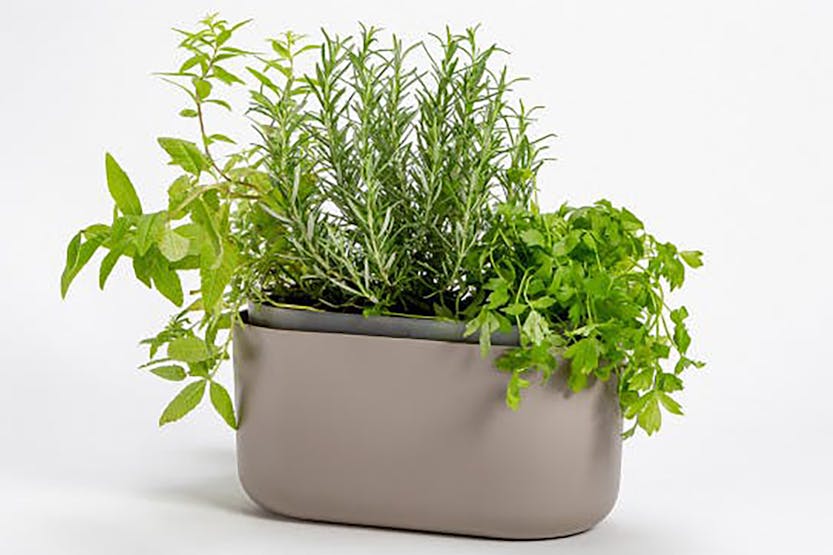 Plastia Tolita Flower Box | Taupe | 16.6cm