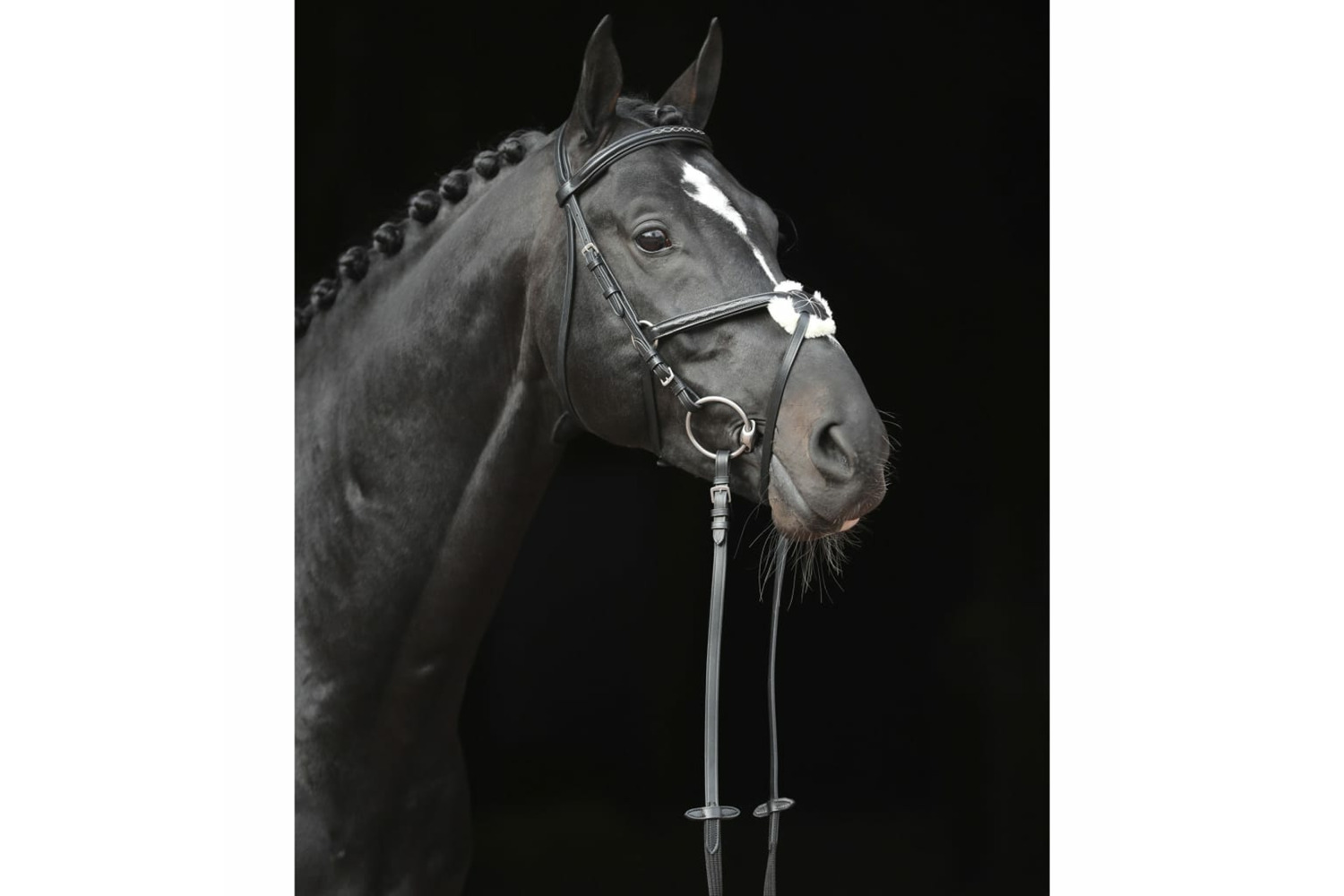 Covalliero Bridle Cancun Pony Black