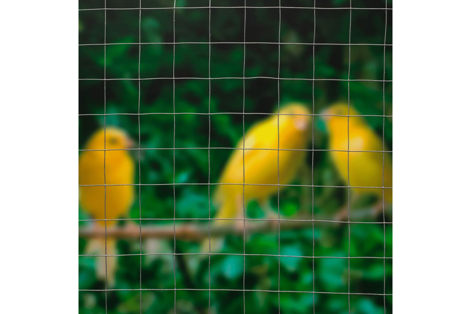 Nature 419773 Wire Mesh Square 0.5x2.5 M 13 Mm Galvanised Steel