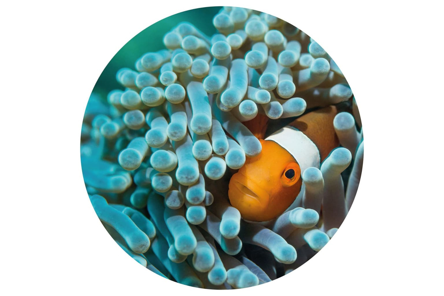 Wallart 440373 Wallpaper Circle Nemo The Anemonefish 190 Cm