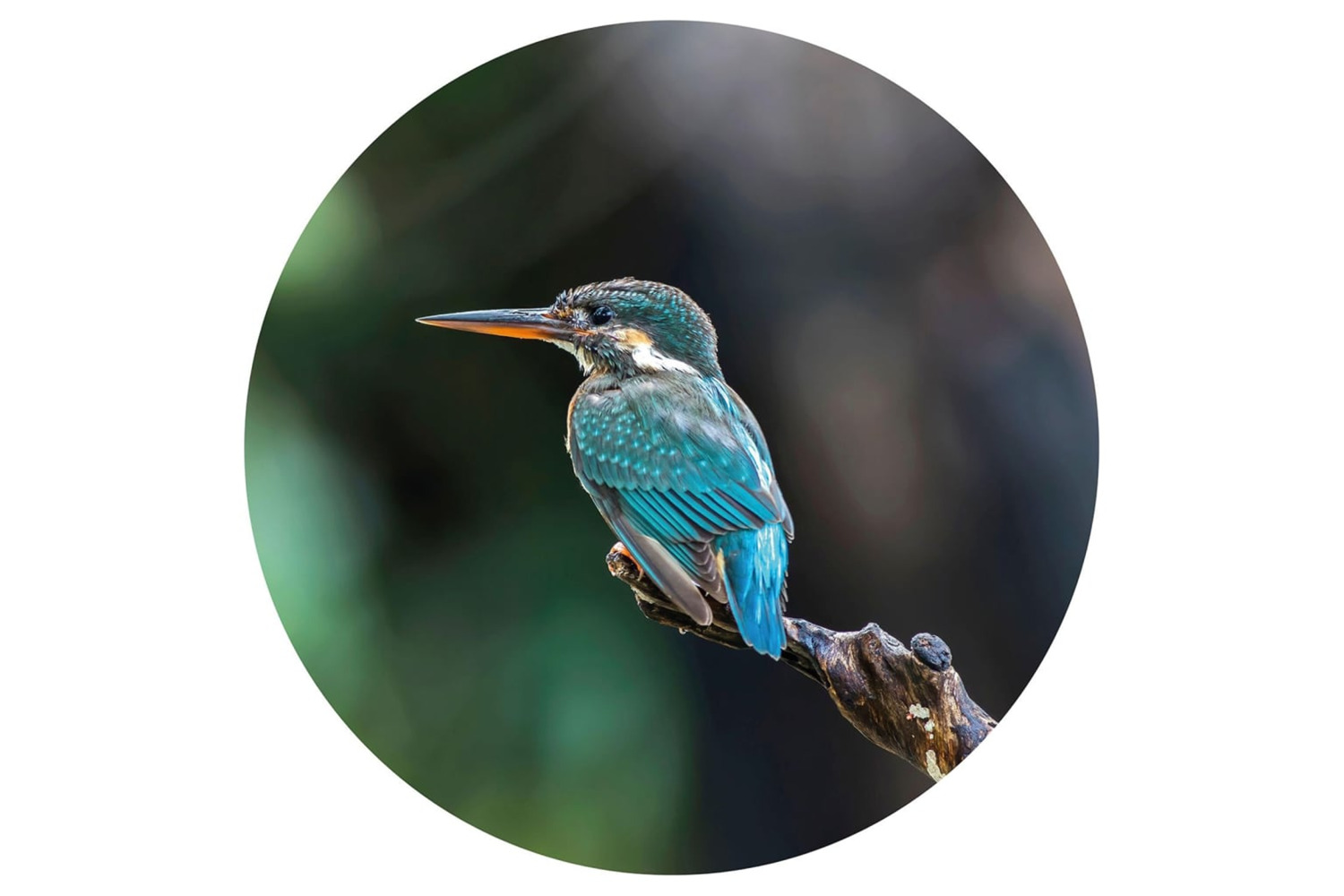 Wallart 440376 Wallpaper Circle The Kingfisher 142.5 Cm