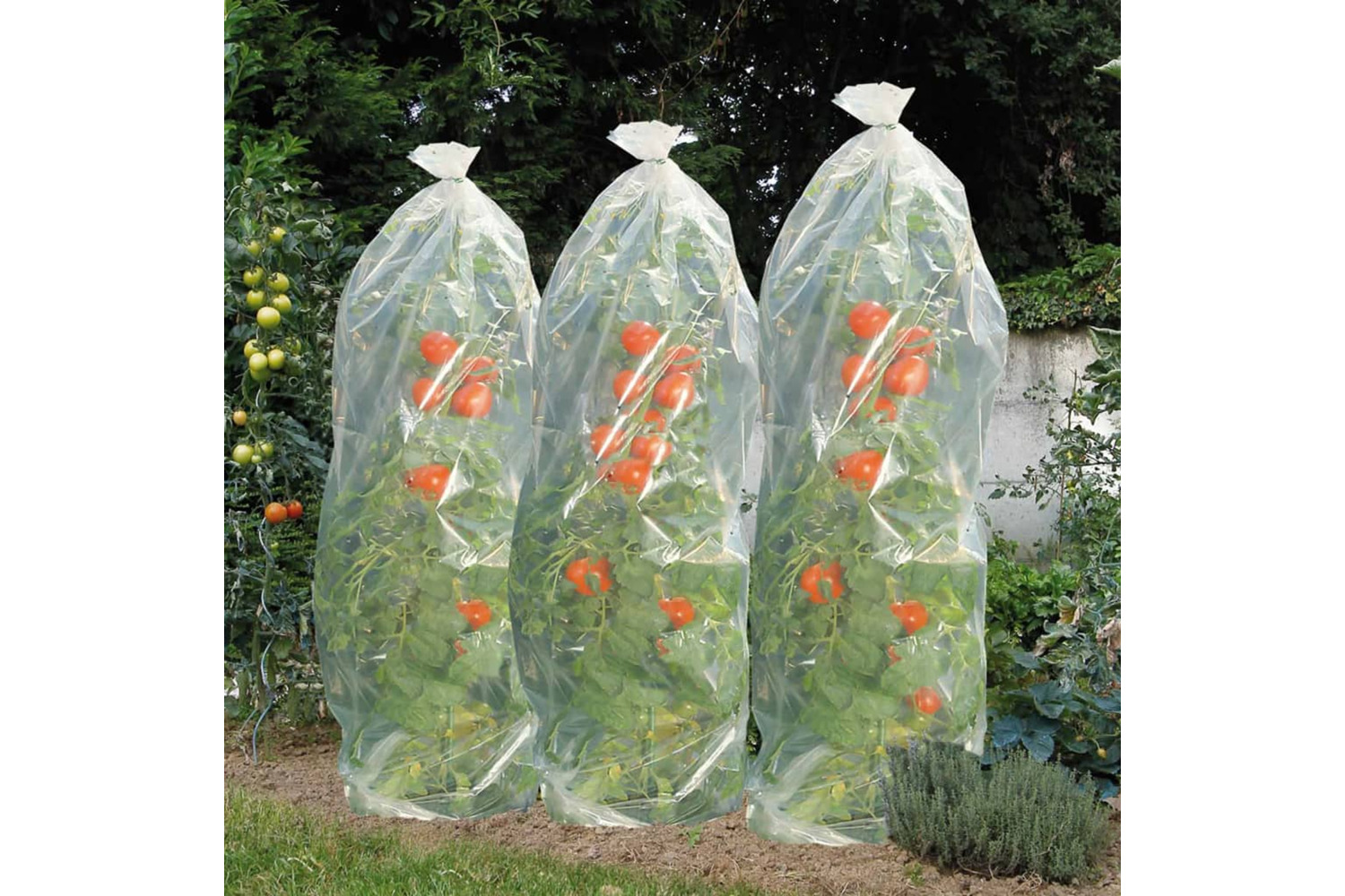 Nature 428491 Tomato Cultivation Film Cover 1500 X 50 Cm