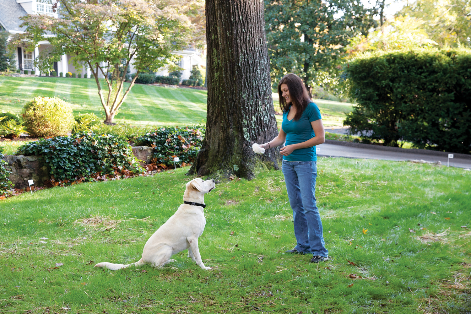 Petsafe PIF19-14011 Stay & Play Wireless Fence Recharge Collar