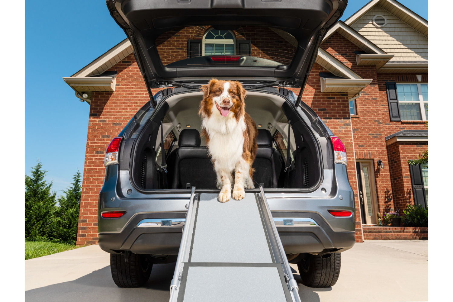 Petsafe PTV17-16898 Dlx Telescoping Pet Ramp