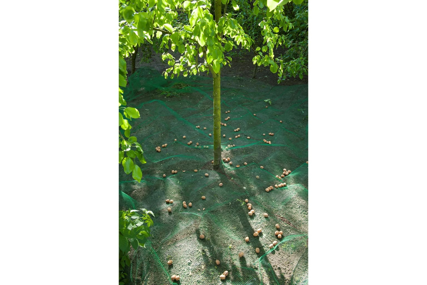 Nature 409324 Fruit And Leaf Collecting Net 4.3x4.3 M 6030451