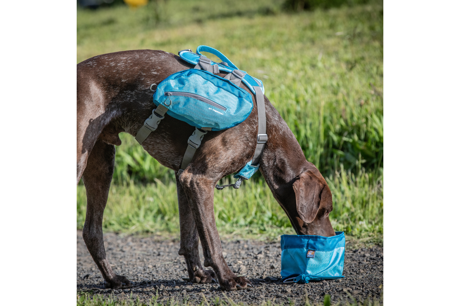 Kurgo KO5490 Zippy Bowl Costal | Blue