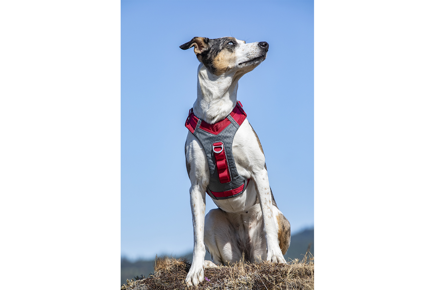 Kurgo KO9405 Journey Air Harness | Red | Large