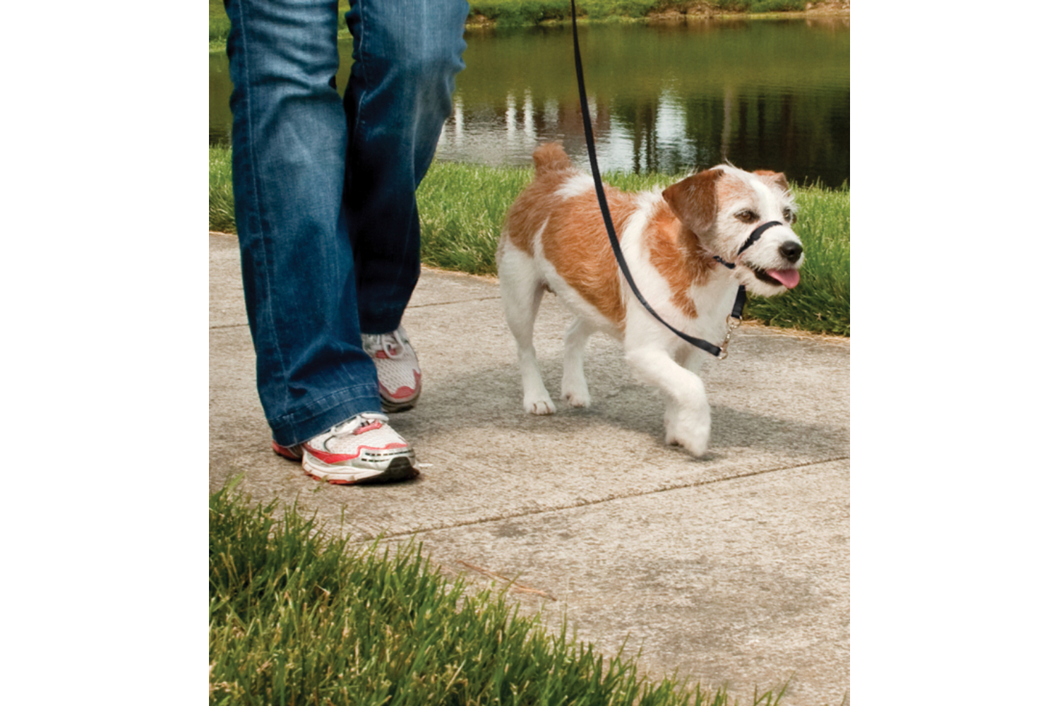 Petsafe EW-HC-S-BK-17 Easy Walk Headcollar Small | Black