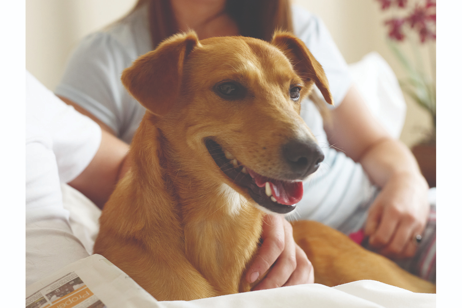 Petsafe 755EF Staywell Dog Door Brown | Medium