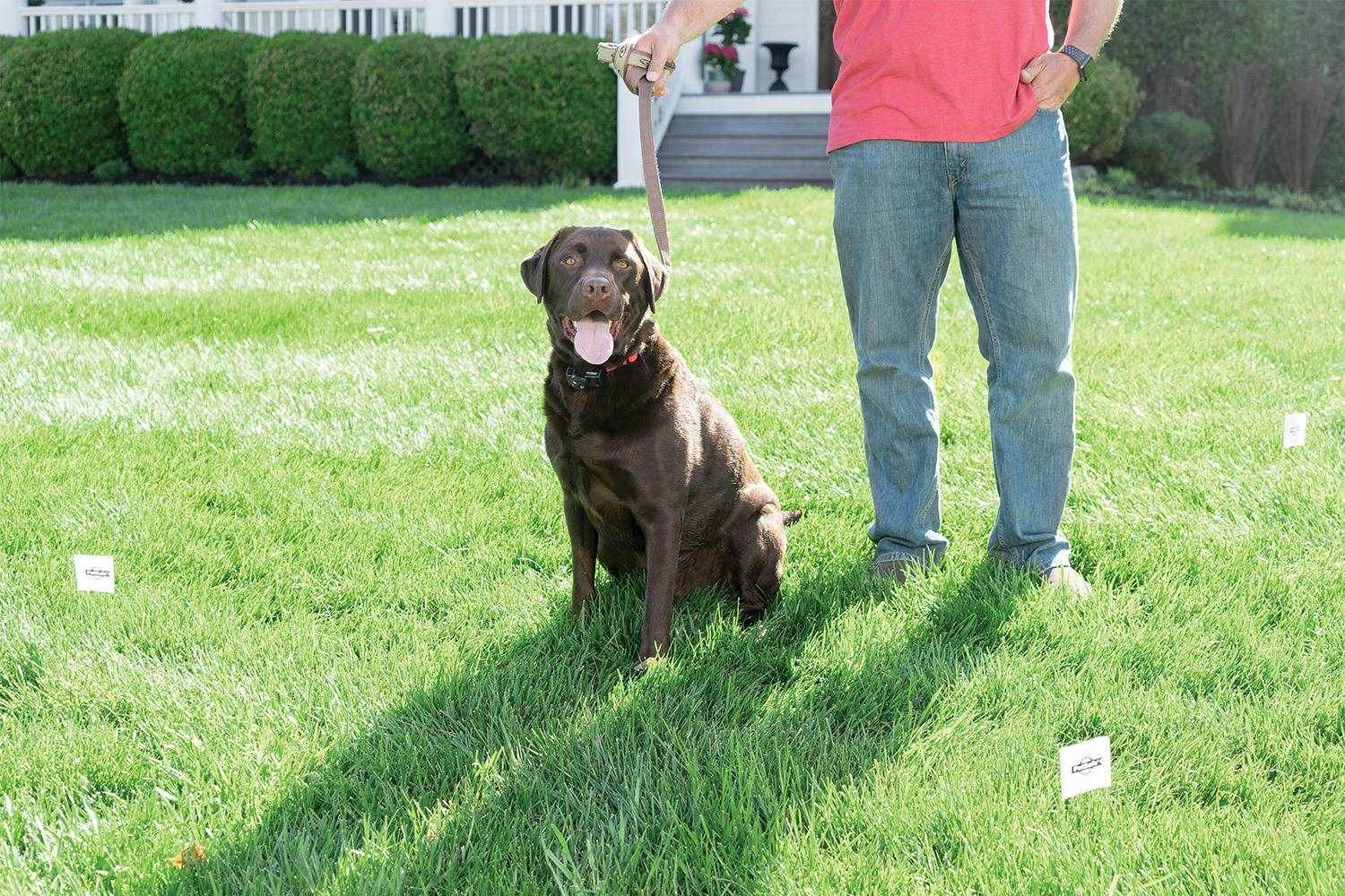 PetSafe Wireless Instant Fence for Dogs - PIF-300