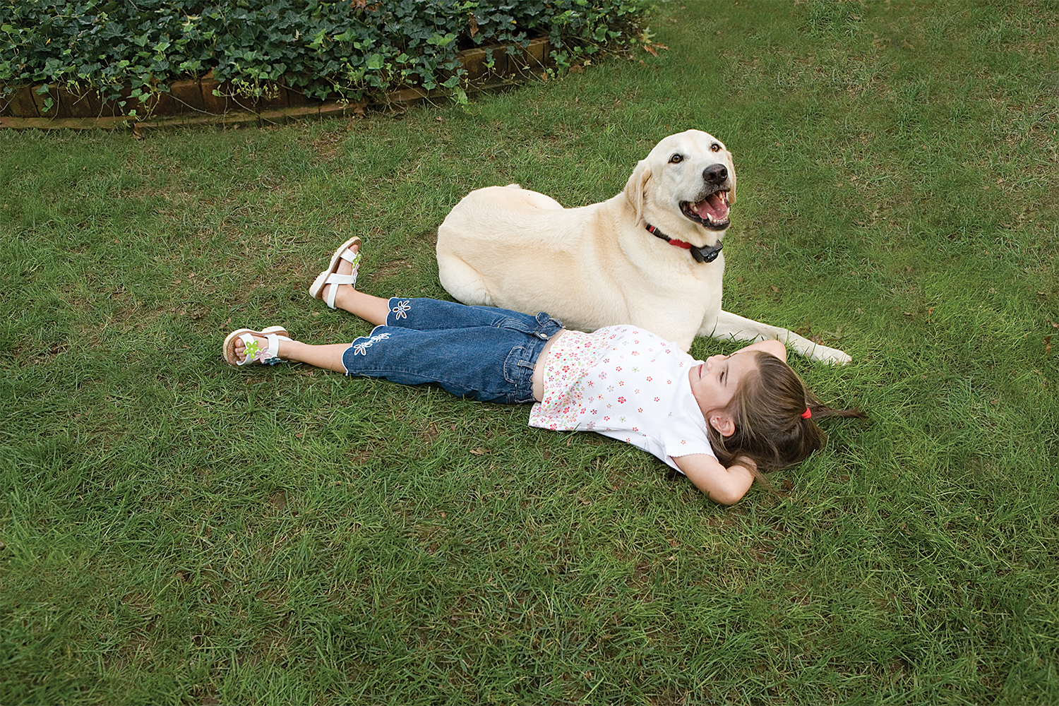 Petsafe PWF19-10762 Wireless Pet Containment System