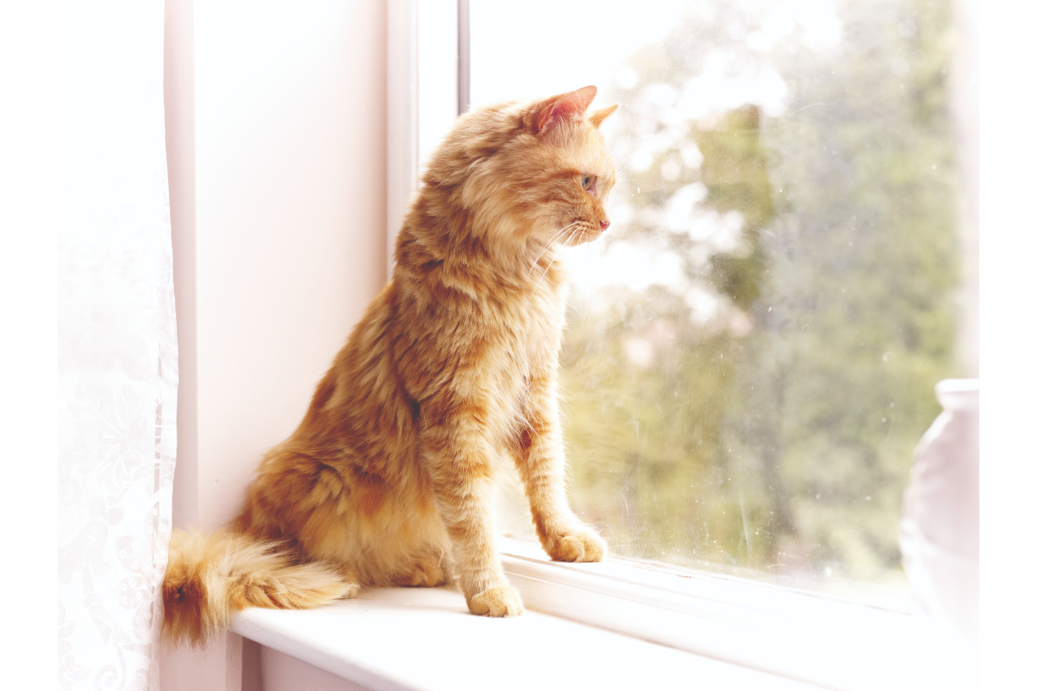 Petsafe 980ML Staywell 980 Collar Key 2 Pack Ireland