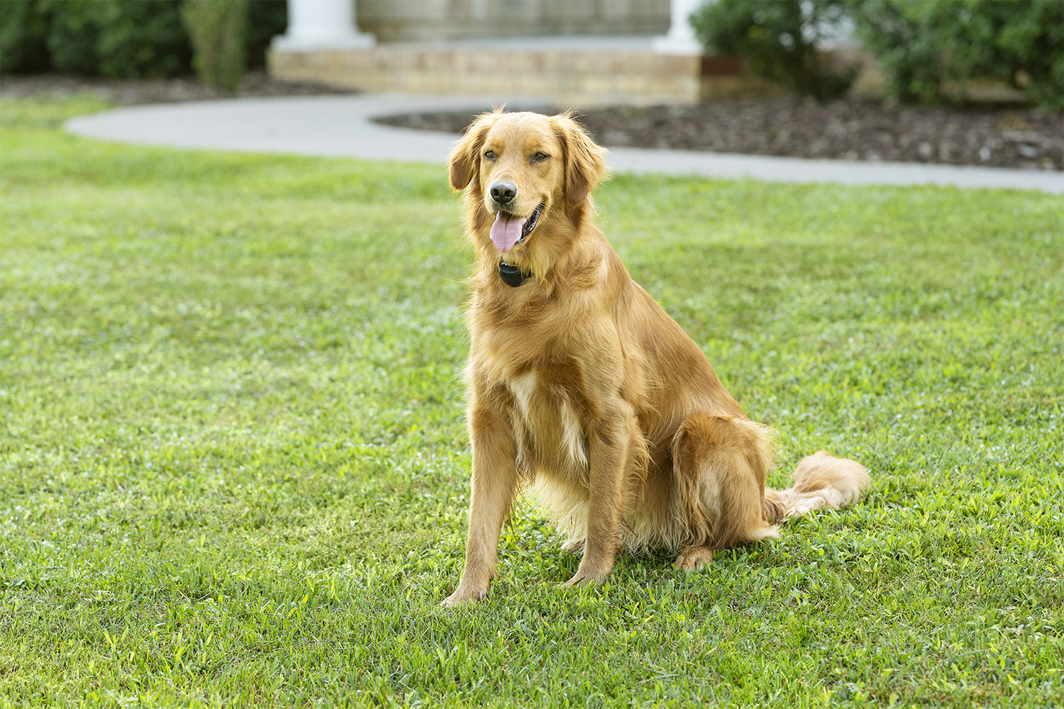 Petsafe PIF19-16915 Stay&Play Wireless Fence Replace Collar