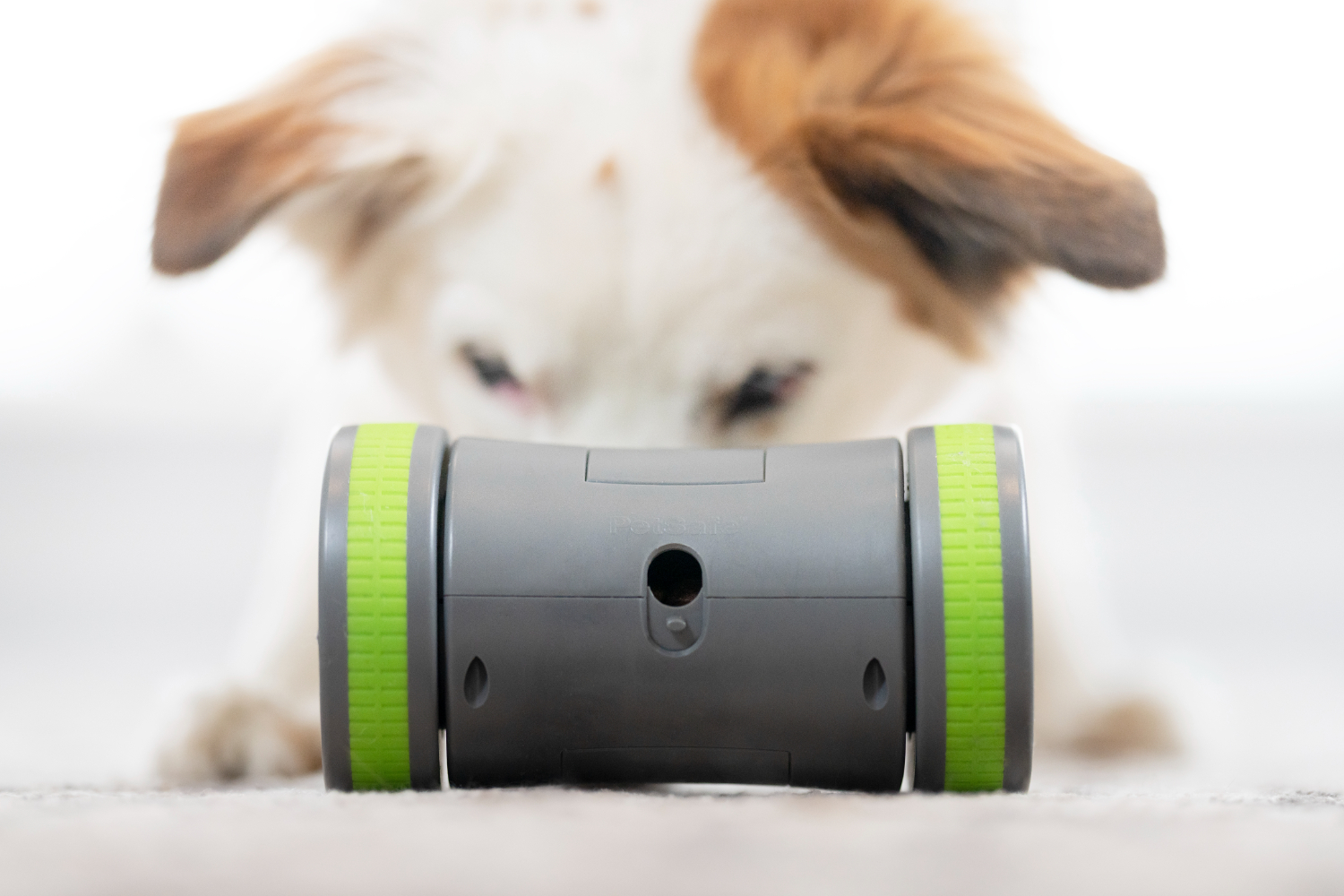 Petsafe PTY19-16964 Kibble Chase Roaming Treat Dispenser