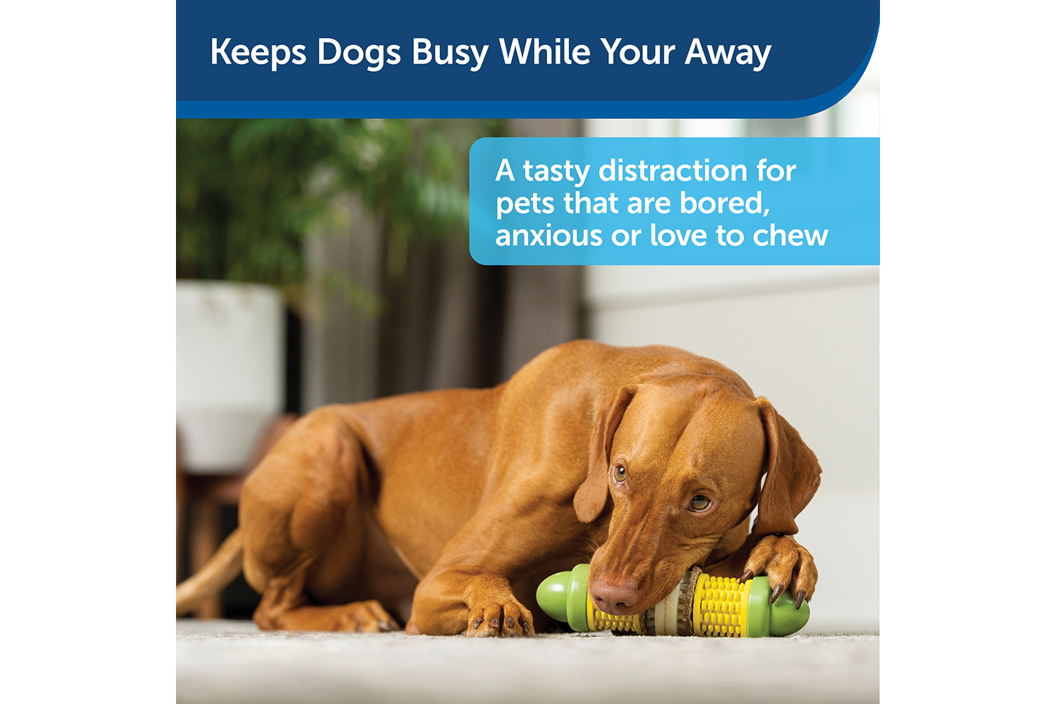 Petsafe BB-CORN-ML-19 BusyBuddy Cravin Corncob Treat Ring | Medium/Large