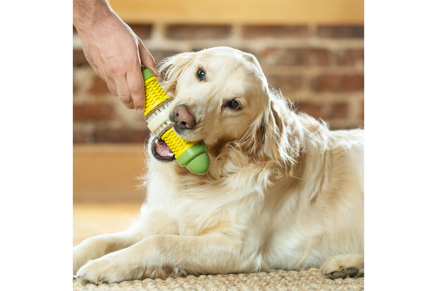 Petsafe BB-CORN-ML-19 BusyBuddy Cravin Corncob Treat Ring | Medium/Large