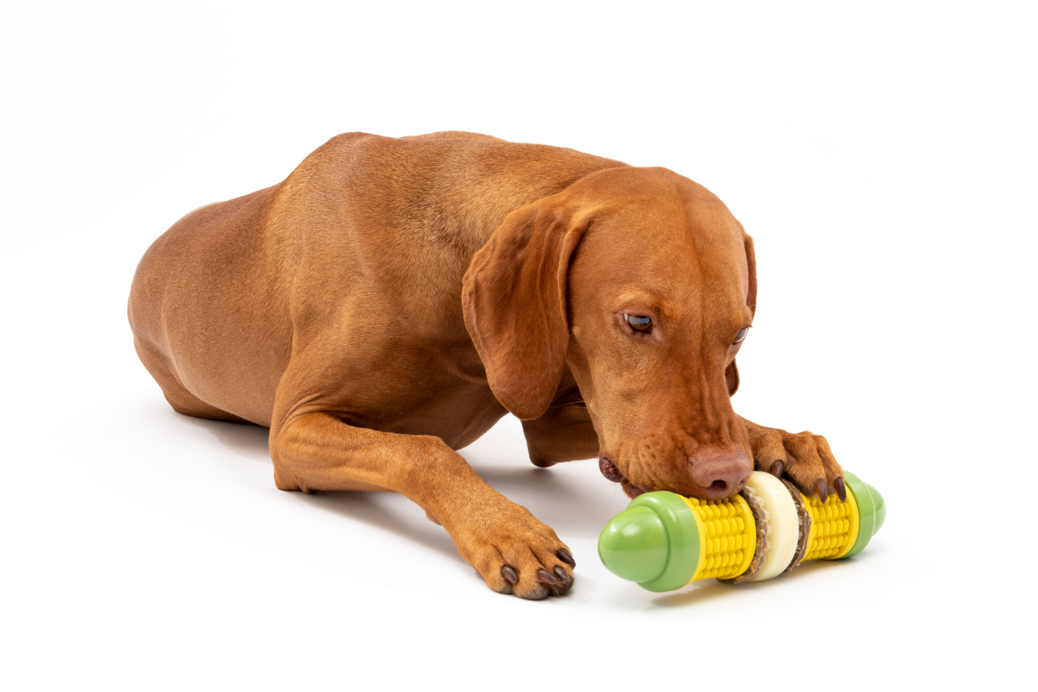 Petsafe BB-CORN-ML-19 BusyBuddy Cravin Corncob Treat Ring | Medium/Large