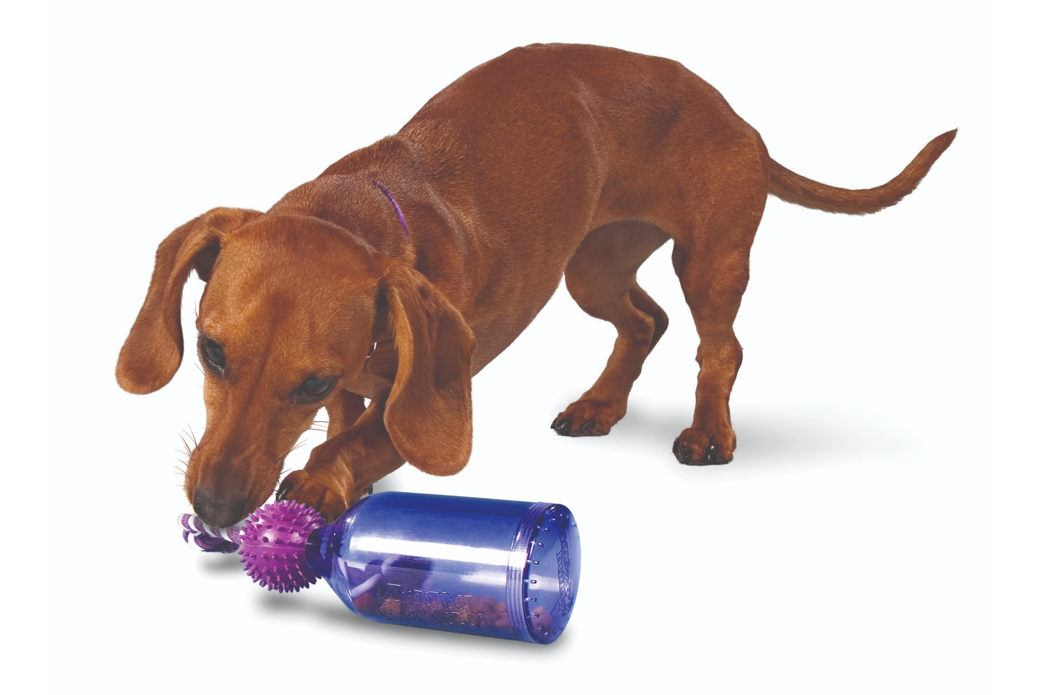 Petsafe BB-TAJ-S-11Busy Buddy Tug a Jug Dog Toy | Small