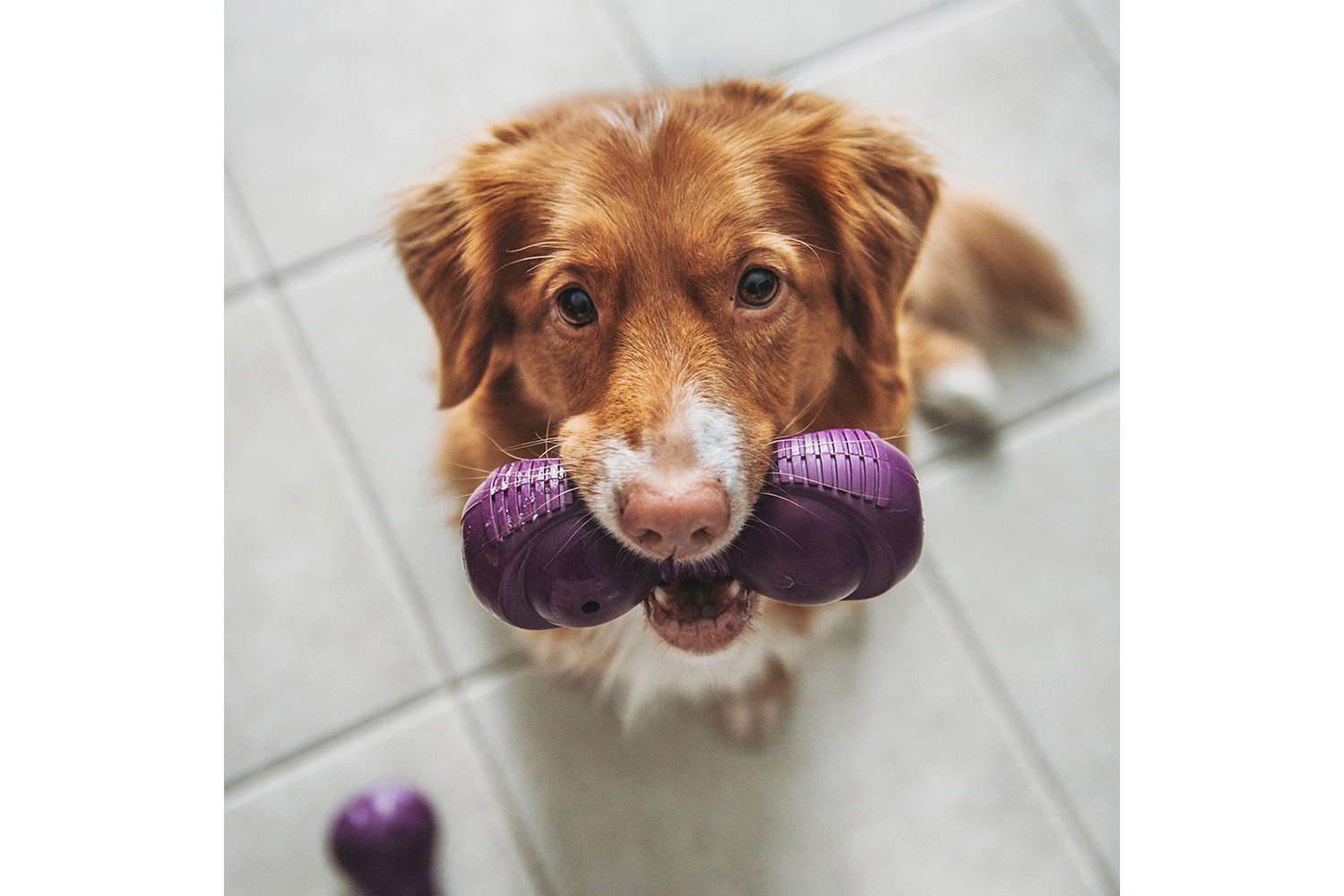 Petsafe BB-TAJ-ML-11 Busy Buddy Tug-a-Jug Dog Toy | Medium/Large