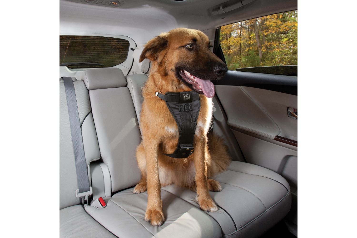 Pet Leashes, Collars, and Harnesses Ireland