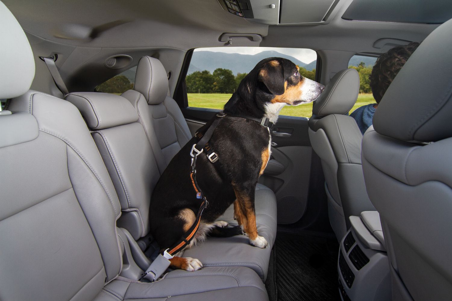 Kurgo KO9665 Seatbelt Swivel Tether | Orange