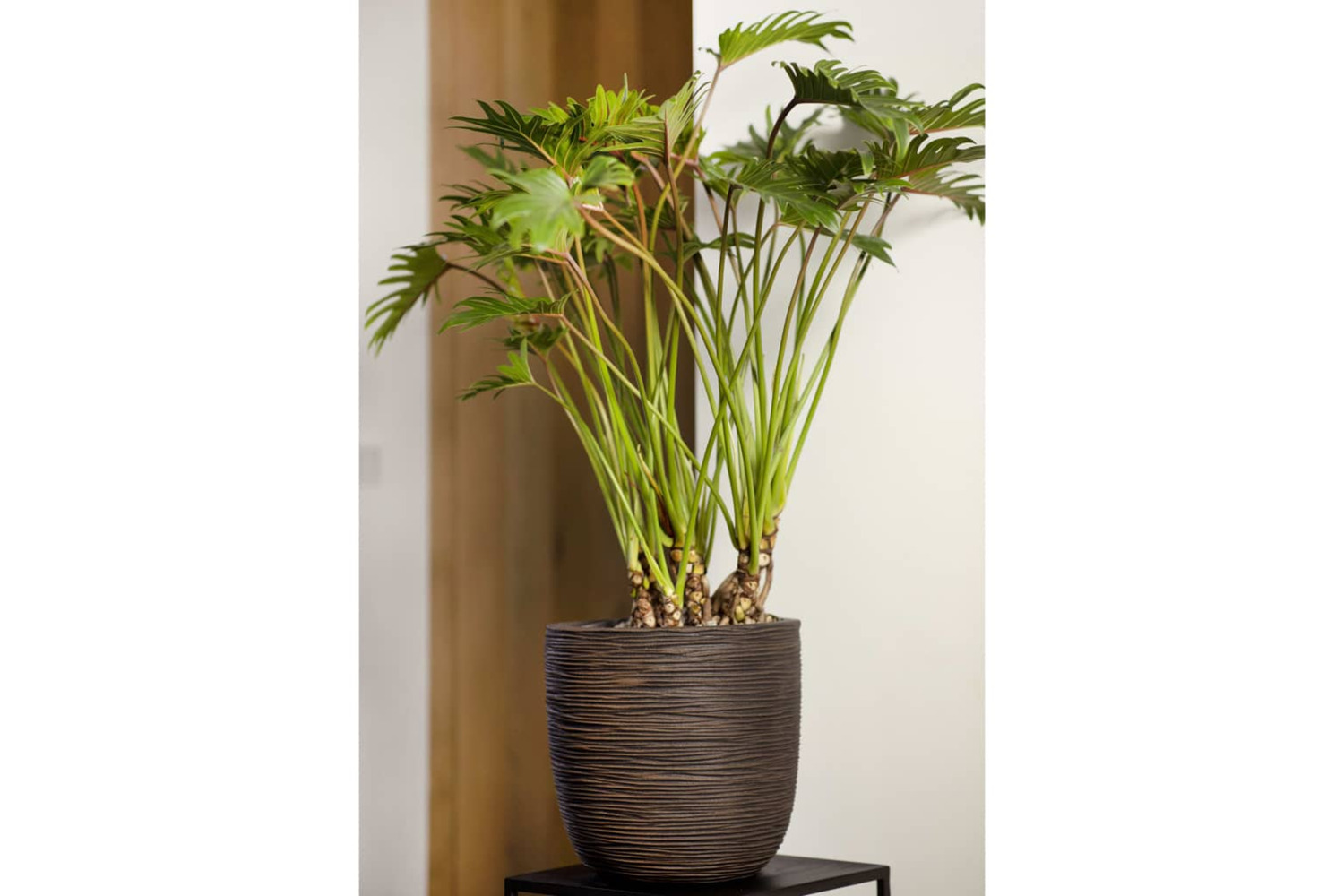Capi 434840 Egg Planter "nature Rib" 43x41 Cm Dark Brown